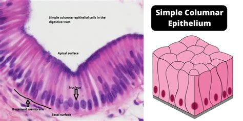 Simple columnar epithelium - definition, structure, functions, examples - Biology Notes Online