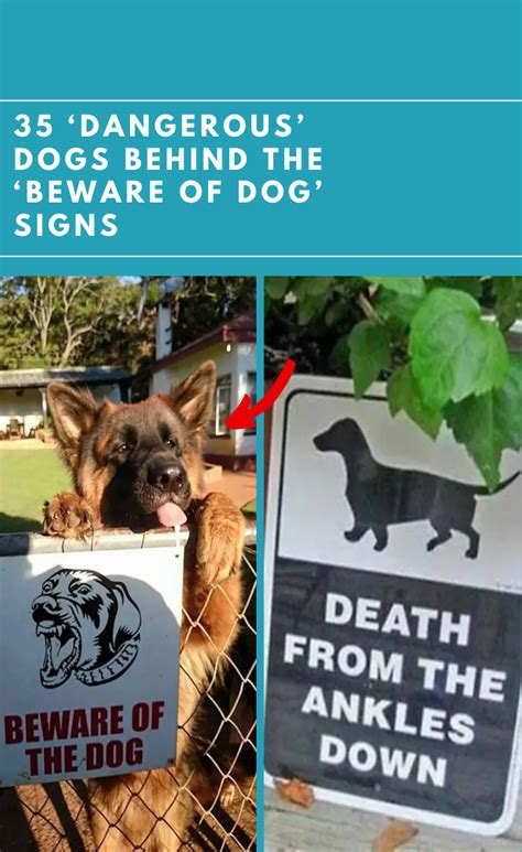 35 'dangerous' dogs behind the 'beware of dog' signs | Dangerous dogs, Dog signs, Dogs