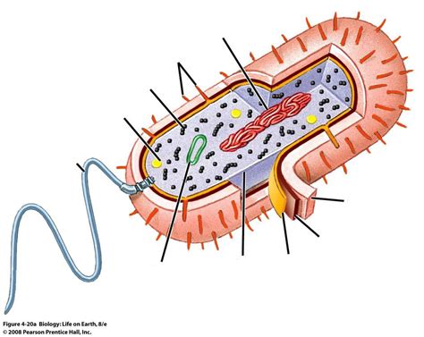 Bacteria Cell Diagram Diagram | Quizlet