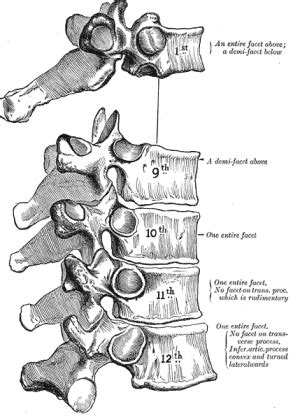 Thoracic Anatomy - Physiopedia