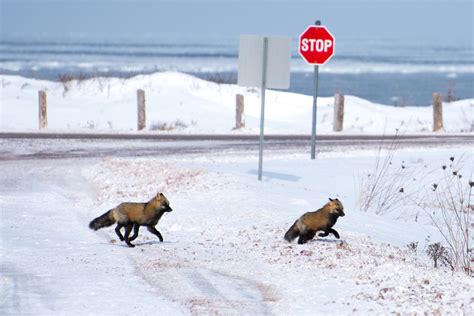 PEI Urban Fox Project - Healthy Wildlife