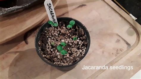 Jacaranda seedlings UK germinating after only 2 weeks - YouTube