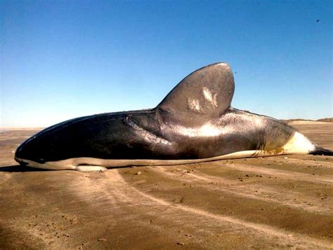 Spectacled Porpoise – "OCEAN TREASURES" Memorial Library