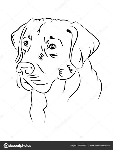 Labrador dog line art, tribal. Freehand vector illustration. Stock Vector Image by ©RomanRoki ...