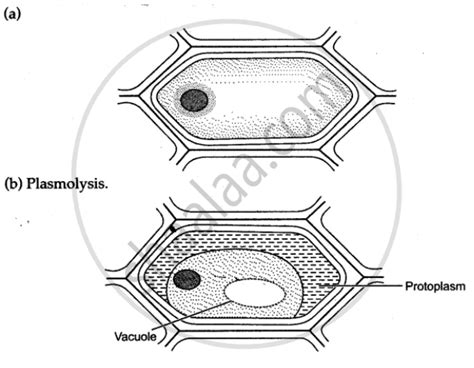 A Thin Strip of Epidermal Cells of a Leaf Was Observed in a Drop of Water. They All Looked ...