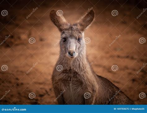 Australia Forest Fire Animals Images Kangaroos from Australia during ...