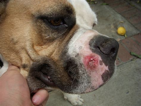 For the last two days my American bulldog has had a weepy round sore on the outside of his upper ...