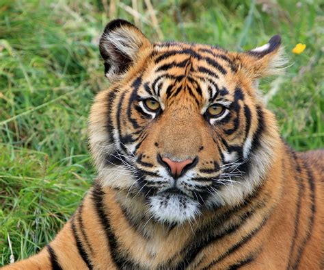 Tigre Sumatra Animal - Foto gratis en Pixabay - Pixabay