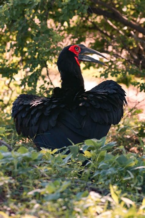 Black Hornbill Bird · Free Stock Photo