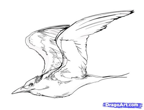 Free Flying Bird Drawing, Download Free Flying Bird Drawing png images ...