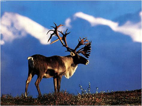 Reindeer Facts - Animal Facts Encyclopedia