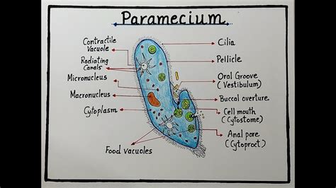 How To Draw Paramecium How To Draw Labelled Diagram Of Paramecium ...