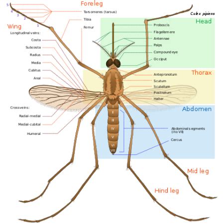 Diptera Definition, Characteristics & Examples | Study.com