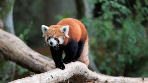 Red Panda Names (795 Best, Funny, Cute, & Famous Ideas)