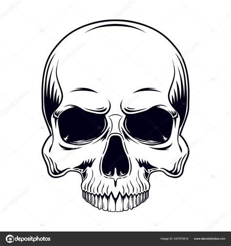 Black White Vector Illustration Human Skull Lower Jaw Isolated White ...