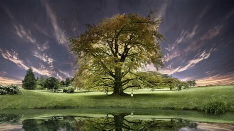 Download Nature Tree HD Wallpaper