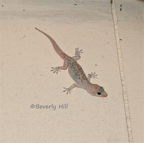 Mediterranean Geckos: Urban Geckos of Florida and the Southeast | Northwest Florida Outdoor ...