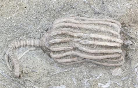 2" Dizygocrinus Crinoid Fossil - Warsaw Formation, Illinois (#43522) For Sale - FossilEra.com