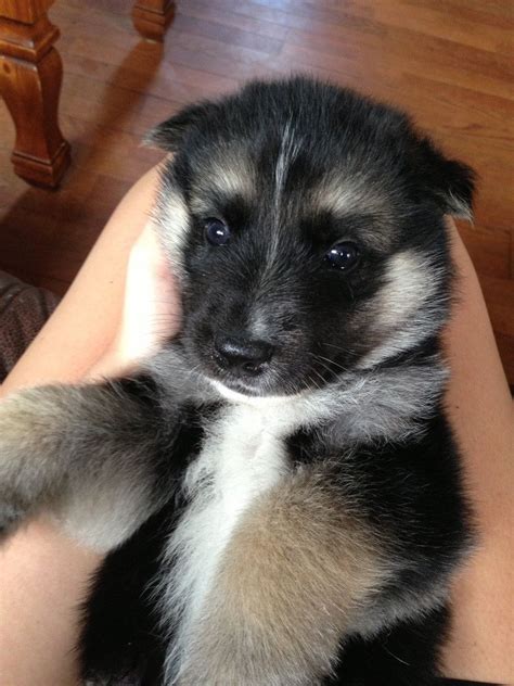 German Shepherd/Husky/Wolf mix | Husky wolf mix, Husky mix, German shepherd