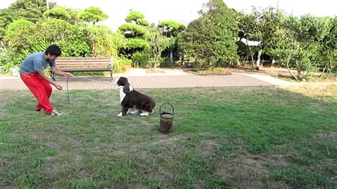 English Springer Spaniel's first training - YouTube