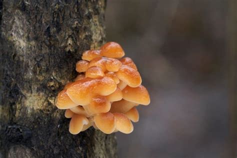 The Two Enoki Mushrooms: Foraging, Identification, and Cultivation - Mushroom Appreciation