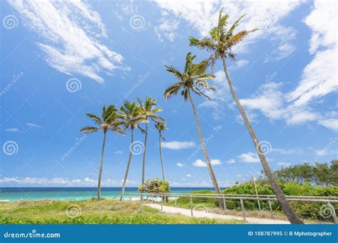 Palms at Main Beach on the Gold Coast, Queensland, Australia. Stock ...