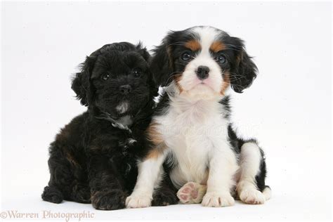 Dogs: Sheltie x Poodle pup and Cavalier King Charles pup photo WP27567