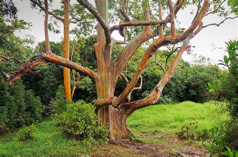 What Is The Rainbow Eucalyptus? - WorldAtlas