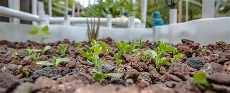 Aquaponics Grow Bed Depth: The Ultimate Guide - Plant And Seed Guide