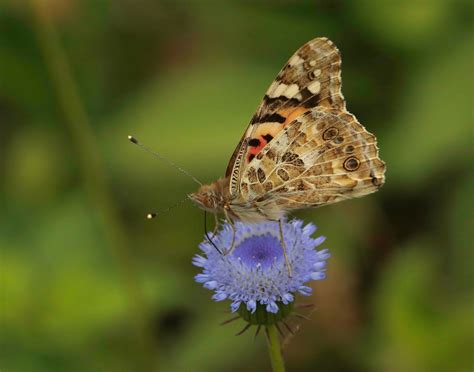 Butterflies of Vietnam: 248. Vanessa cardui cardui (The Painted Lady)