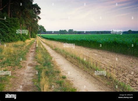 landscape with rural sandy road Stock Photo - Alamy