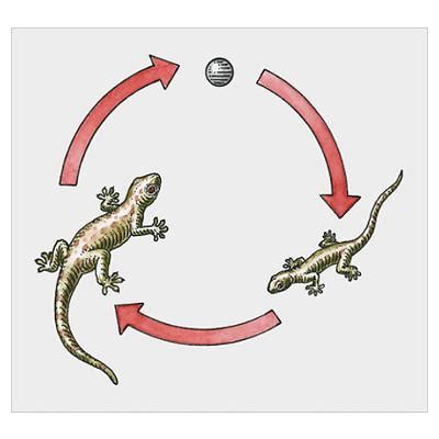 reptiles - What are the stages in a leopard gecko's life cycle? - Pets ...