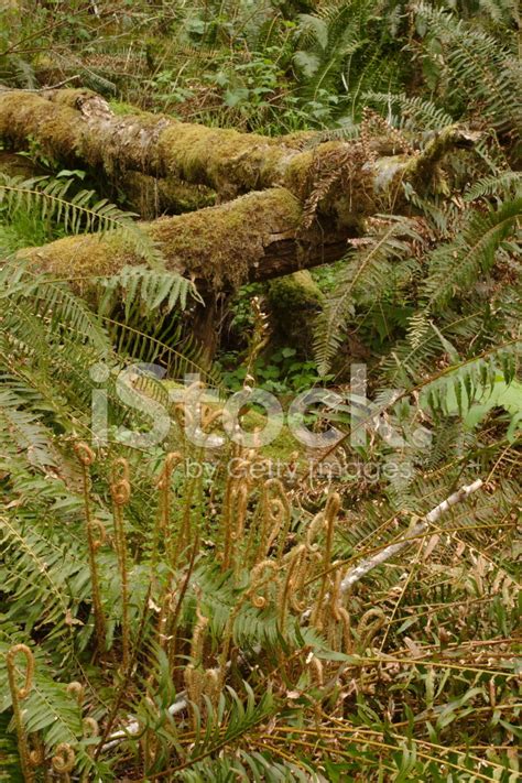 Tillamook State Forest Stock Photo | Royalty-Free | FreeImages