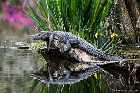 178 best Louisiana bayou images on Pinterest | Nature, Paisajes and ...