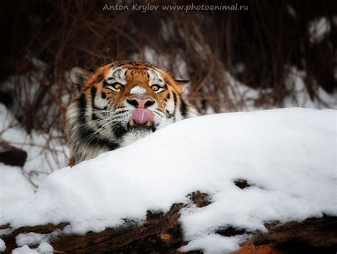 Hungry tiger by Jagu77 on DeviantArt