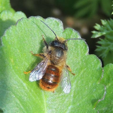 Osmia Bicornis: The Red Mason Bee, Nature's Master Builder - Revive A Bee