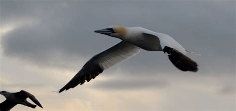 Ocean Wildlife of Cape Breton – A New Day: Living Life Almost Gracefully