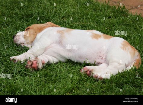 sleeping basset hound puppy Stock Photo - Alamy