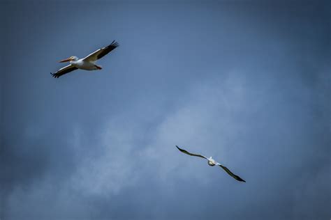 Free Images : birds, nature, sky, seabird, beak, wing, bird migration ...