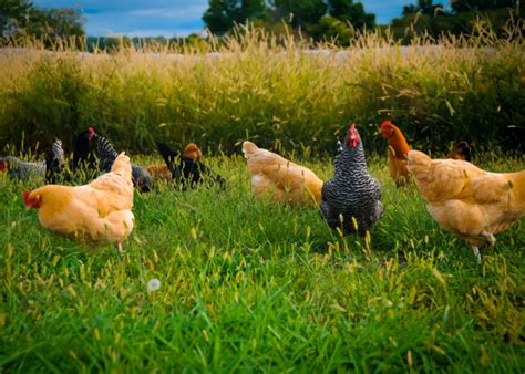 14 Best Chicken Breeds for Foraging - The Happy Chicken Coop