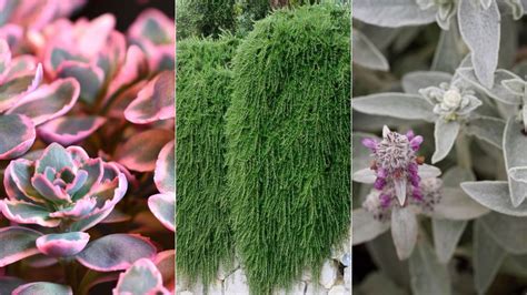 Best drought-tolerant ground cover plants: 12 low-growing plants | Homes & Gardens