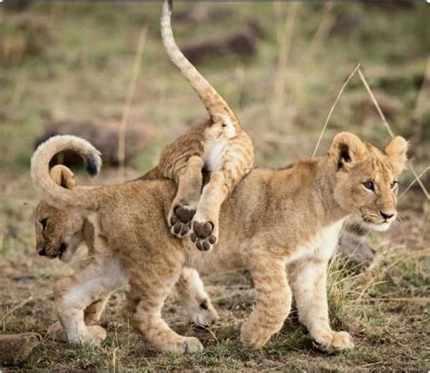 Two juvenile lion cubs playing. So cute. | Lion cubs playing, Animals ...