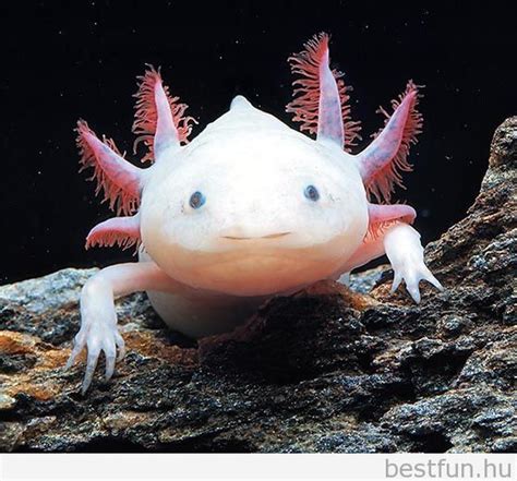 3. Own an Axolotl. They are the coolest, strangest, most adorable animal I've ever seen, and I ...