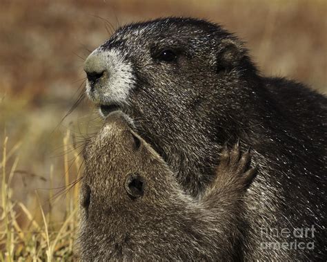 Olympic marmot Photograph by Tim Hauf - Fine Art America