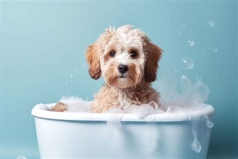 Grooming Puppies: When & How to Do It | Murfreesboro Vet