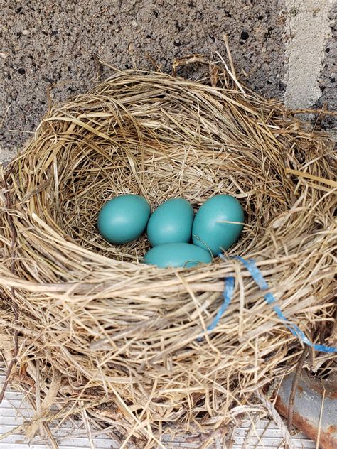 A Robin built a nest in a ladder that is hung up on the side of my garage. Only about 4 feet off ...