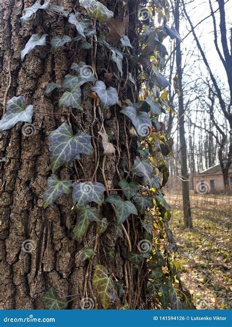 Beautiful, Wild Ivy on Tree Bark in the Forest Stock Photo - Image of ...