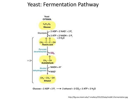 PPT - Yeast: Fermentation Pathway PowerPoint Presentation, free download - ID:773365