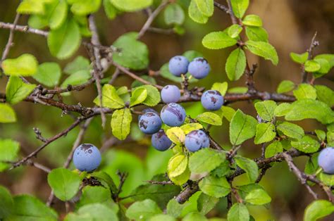 Blackthorn Bush (Lat. Prunus spinosa) - more just than a prickly bush - Macedonia Nature