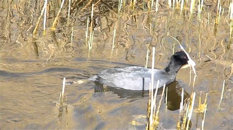 Coots Nesting - YouTube